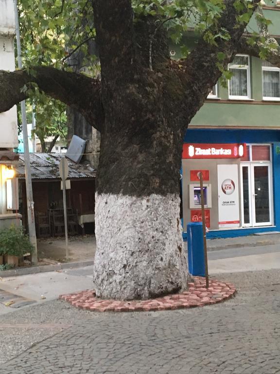 Tirilye Evi Otel Zeytinbagi エクステリア 写真